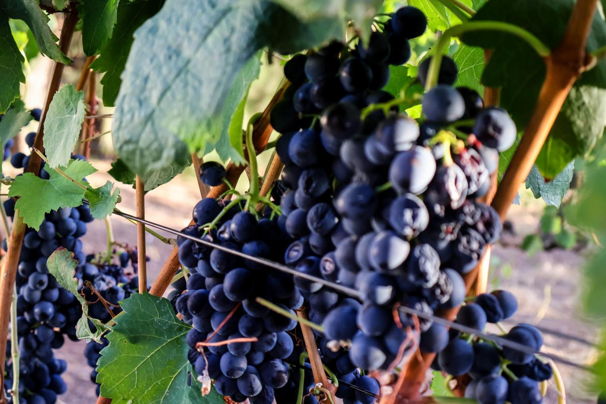 La Villa Franschhoek Dış mekan fotoğraf